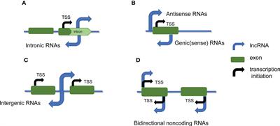 Research progress on the roles of lncRNAs in plant development and stress responses